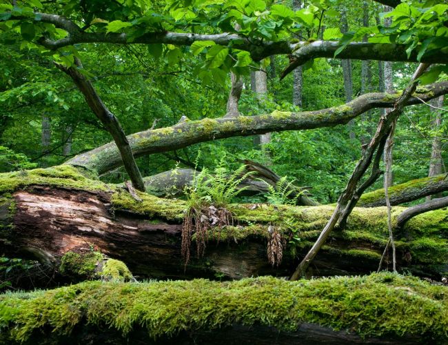 Białowieża jesienią